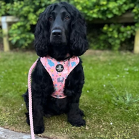 Adjustable Dog Harness - Ellie Funk