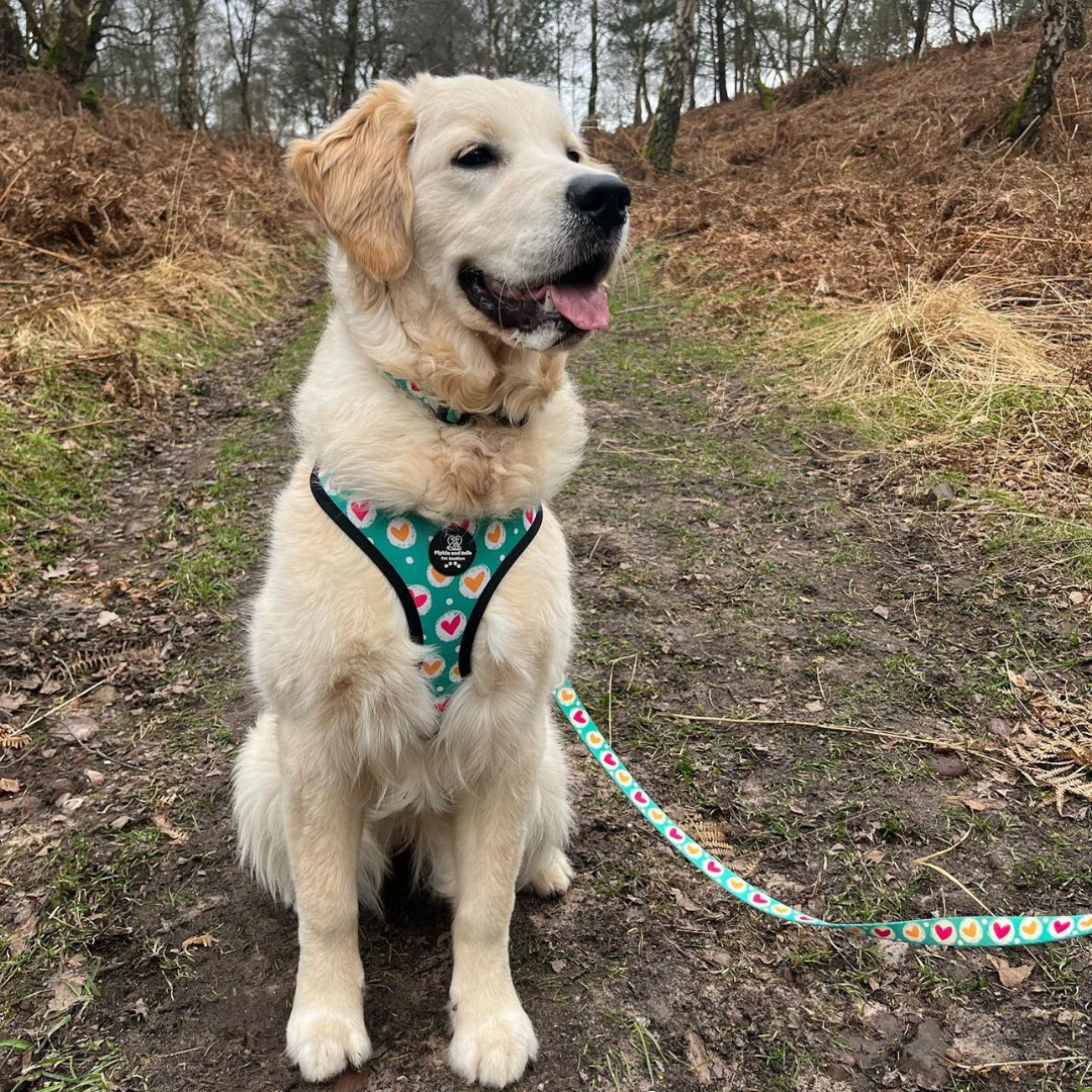 Adjustable Dog Harness - Heart 2 Heart