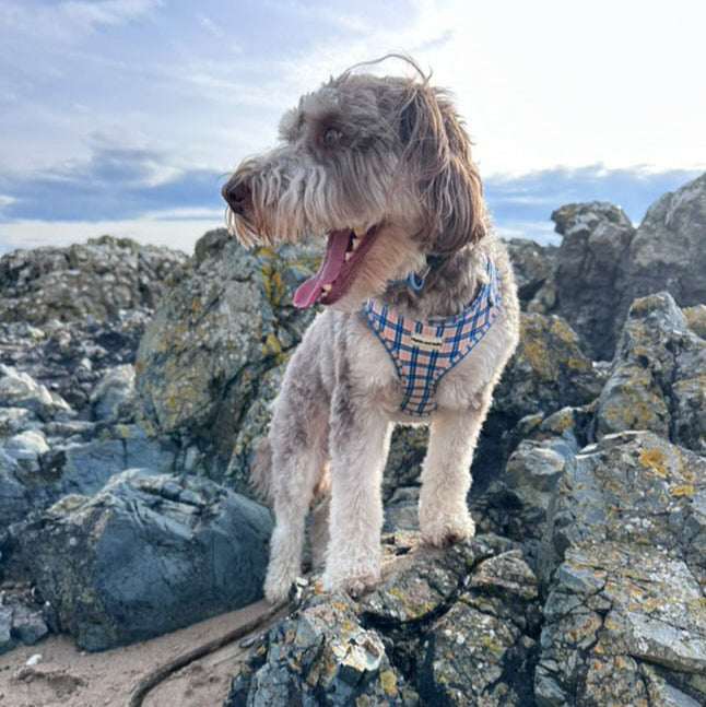 Adjustable Dog Harness - Twilight