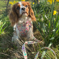 Fabric Dog Lead - Blossom