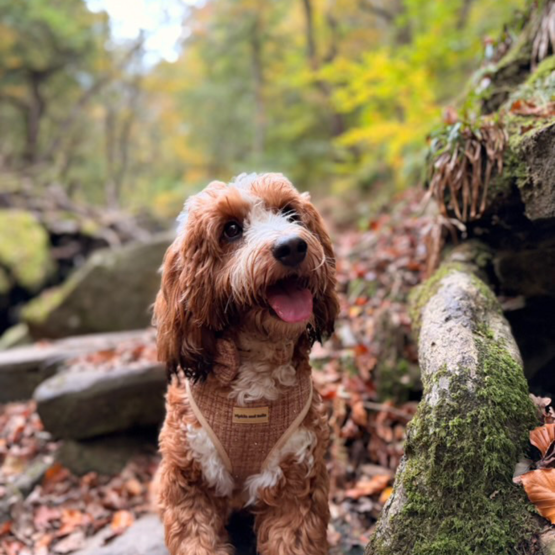 Adjustable Dog Harness - Highland Spark