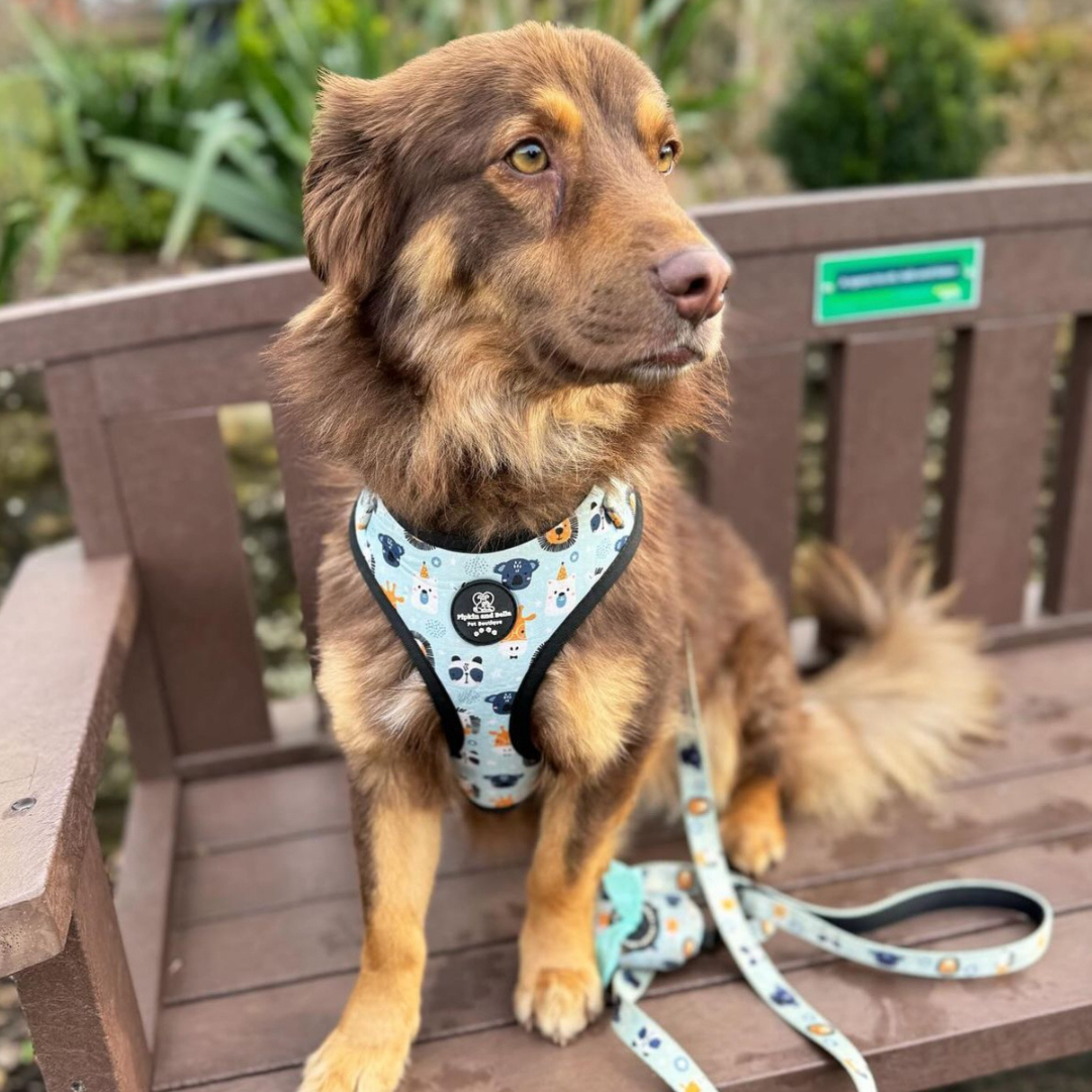 Adjustable Dog Harness - Safari