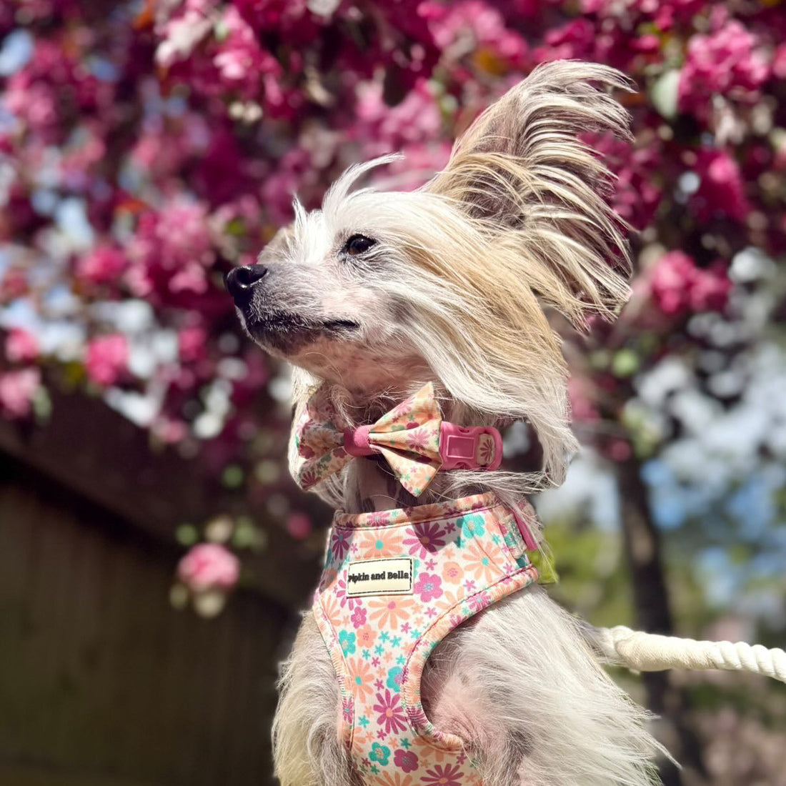Adjustable Dog Harness - Blossom