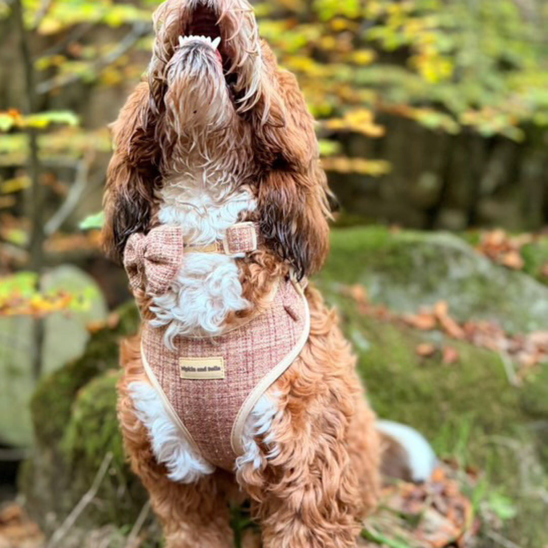 Adjustable Dog Harness - Highland Spark