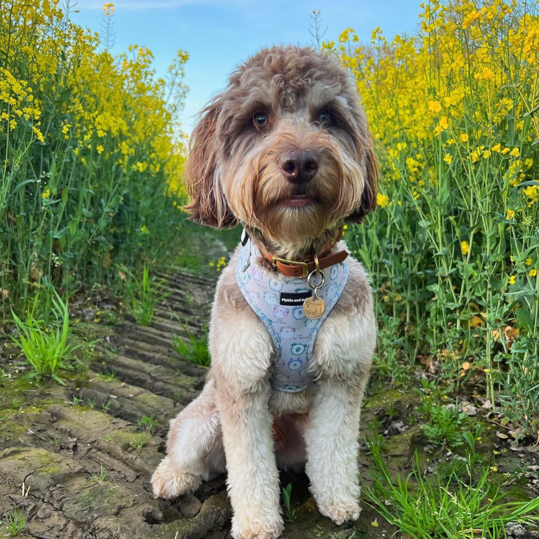 Adjustable Dog Harness - Tick Tock