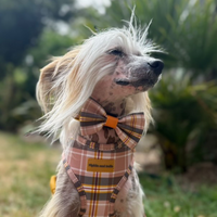 Pet Bow Tie - Chestnut Lane