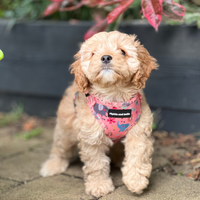 Adjustable Dog Harness - Ellie Funk