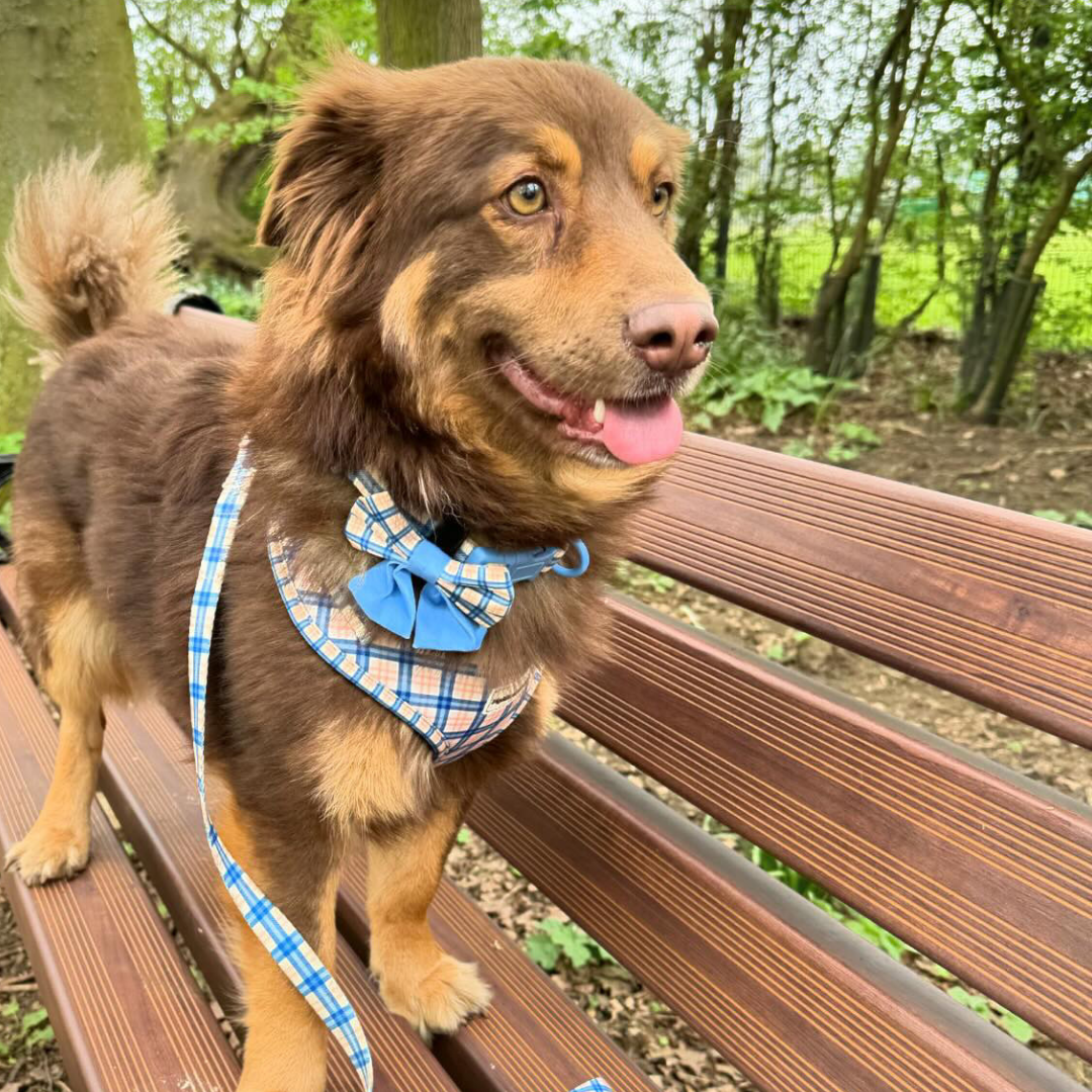 Adjustable Dog Harness - Twilight