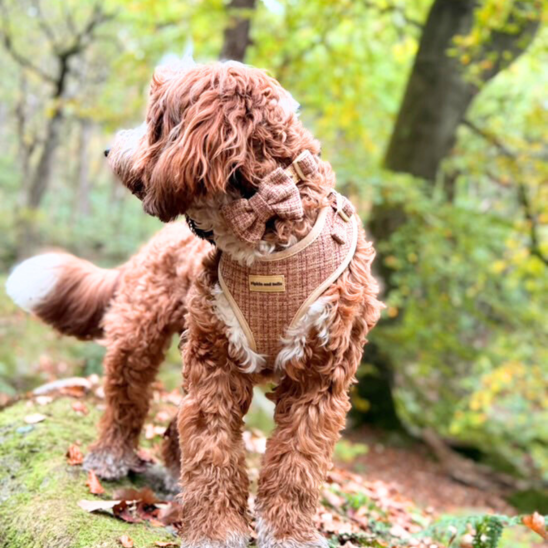 Adjustable Dog Harness - Highland Spark