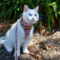 Adjustable Cat Harness - Chestnut Lane