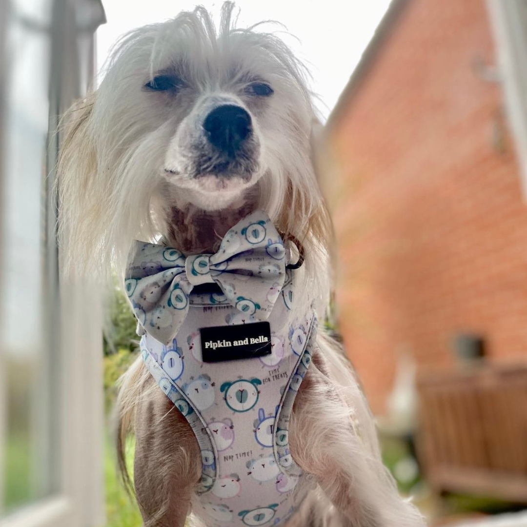 Adjustable Dog Harness - Tick Tock