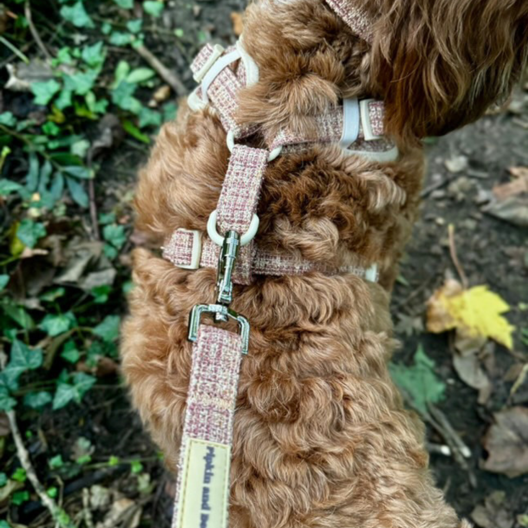 Adjustable Dog Harness - Highland Spark