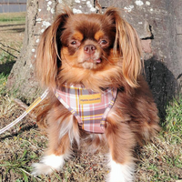 Adjustable Dog Harness - Chestnut Lane