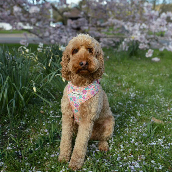 Adjustable Dog Harness - Blossom
