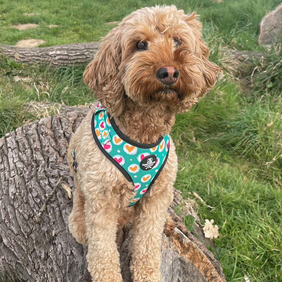 Adjustable Dog Harness - Heart 2 Heart