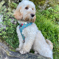 Adjustable Dog Harness - Wellie Walkies