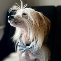 Pet Bow Tie - Tick Tock