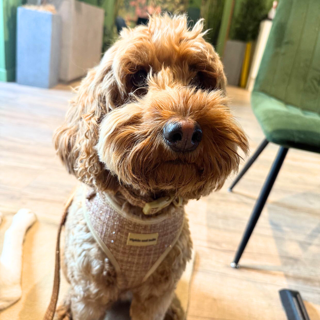 Adjustable Dog Harness - Highland Spark