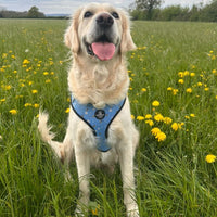 Adjustable Dog Harness - Bee Love