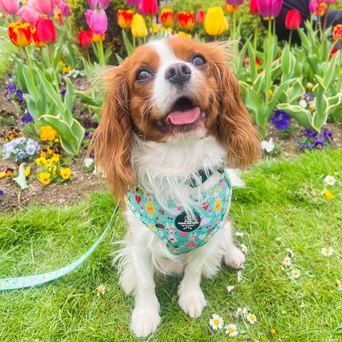 Adjustable Dog Harness - Florrie Bunny