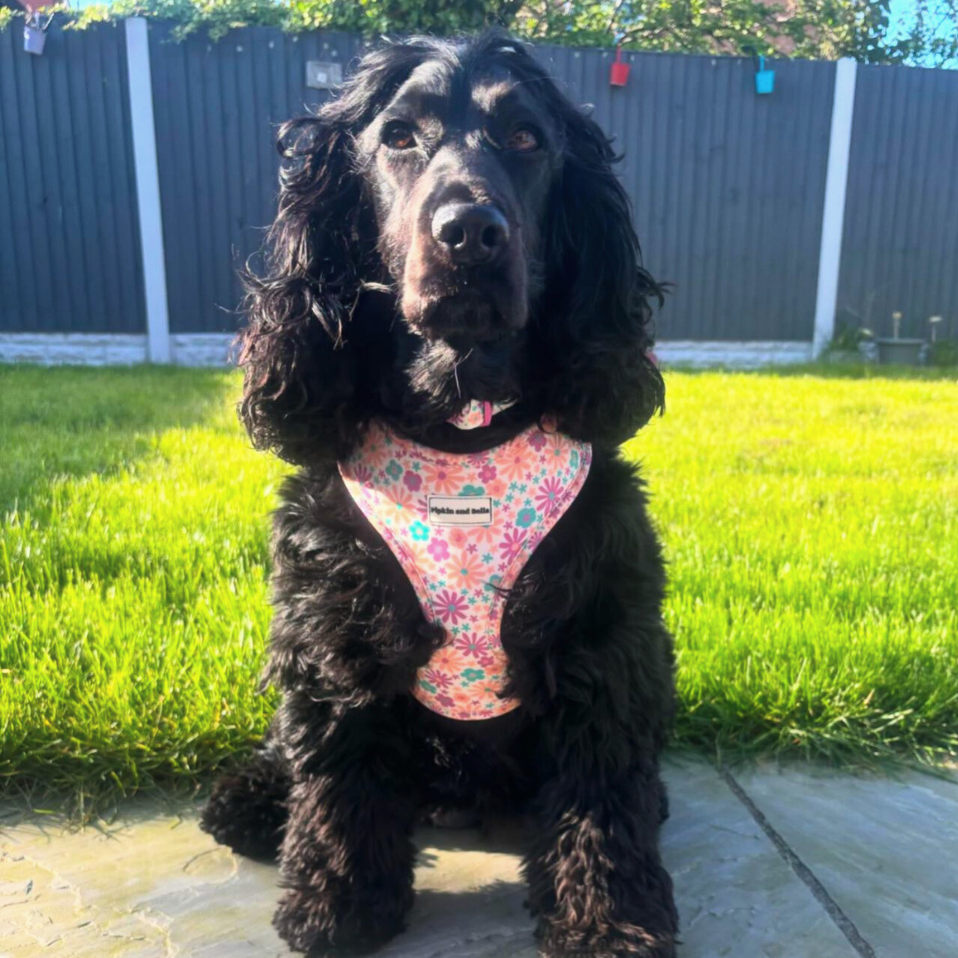 Adjustable Dog Harness - Blossom