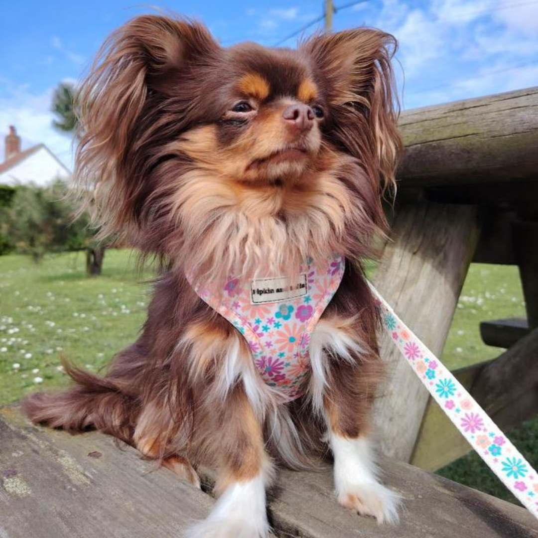 Adjustable Dog Harness - Blossom