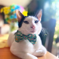 Pet Bow Tie - Florrie Bunny