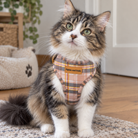 A fluffy tabby-and-white cat wearing a plaid harness sits on a rug in a bright indoor room. The harness has a warm plaid pattern in tan, brown, and cream, with a small brown label that reads 'Pipkin and Bella.