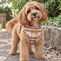 Adjustable Dog Harness - Chestnut Lane