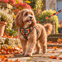 A small curly-haired dog stands on a stone path outdoors wearing a red, green, and gold plaid harness and matching leash. The background shows autumn foliage, potted plants, and warm sunlight.