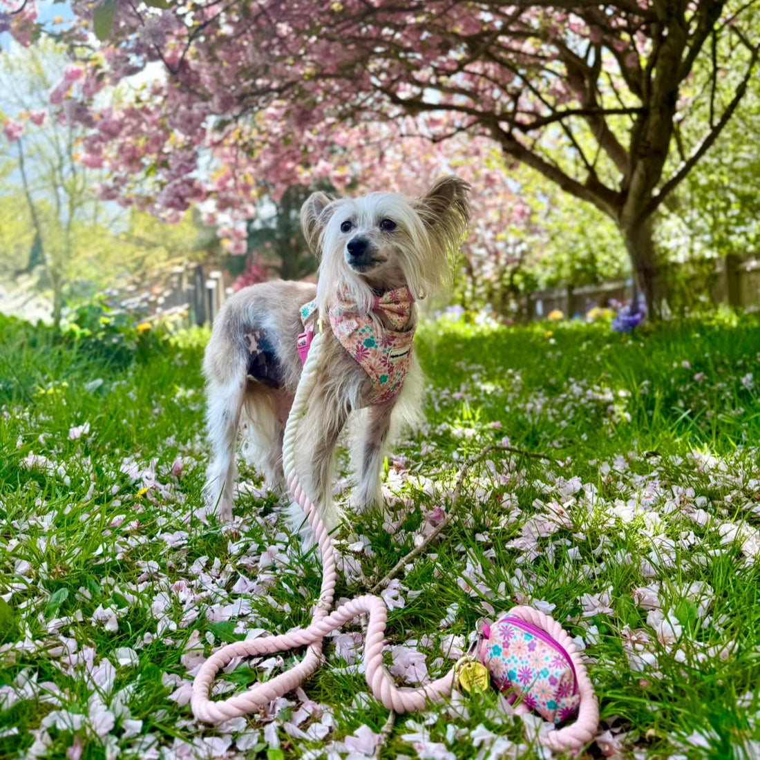 Adjustable Dog Harness - Blossom