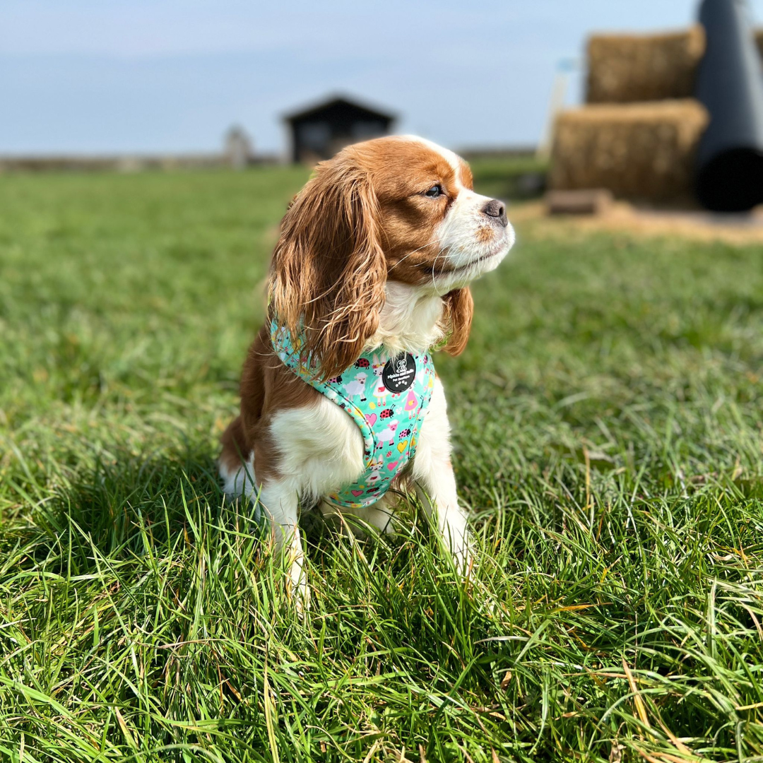 Adjustable Dog Harness - Florrie Bunny