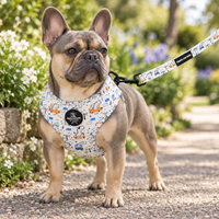 A French Bulldog wearing a patterned harness and leash stands on a gravel path outdoors. The harness has a white background with a colorful cartoon dino print, and the leash has a black brand patch reading 'Pipkin and Bella'.