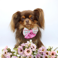 Pet Sailor Bow Tie - Aurora