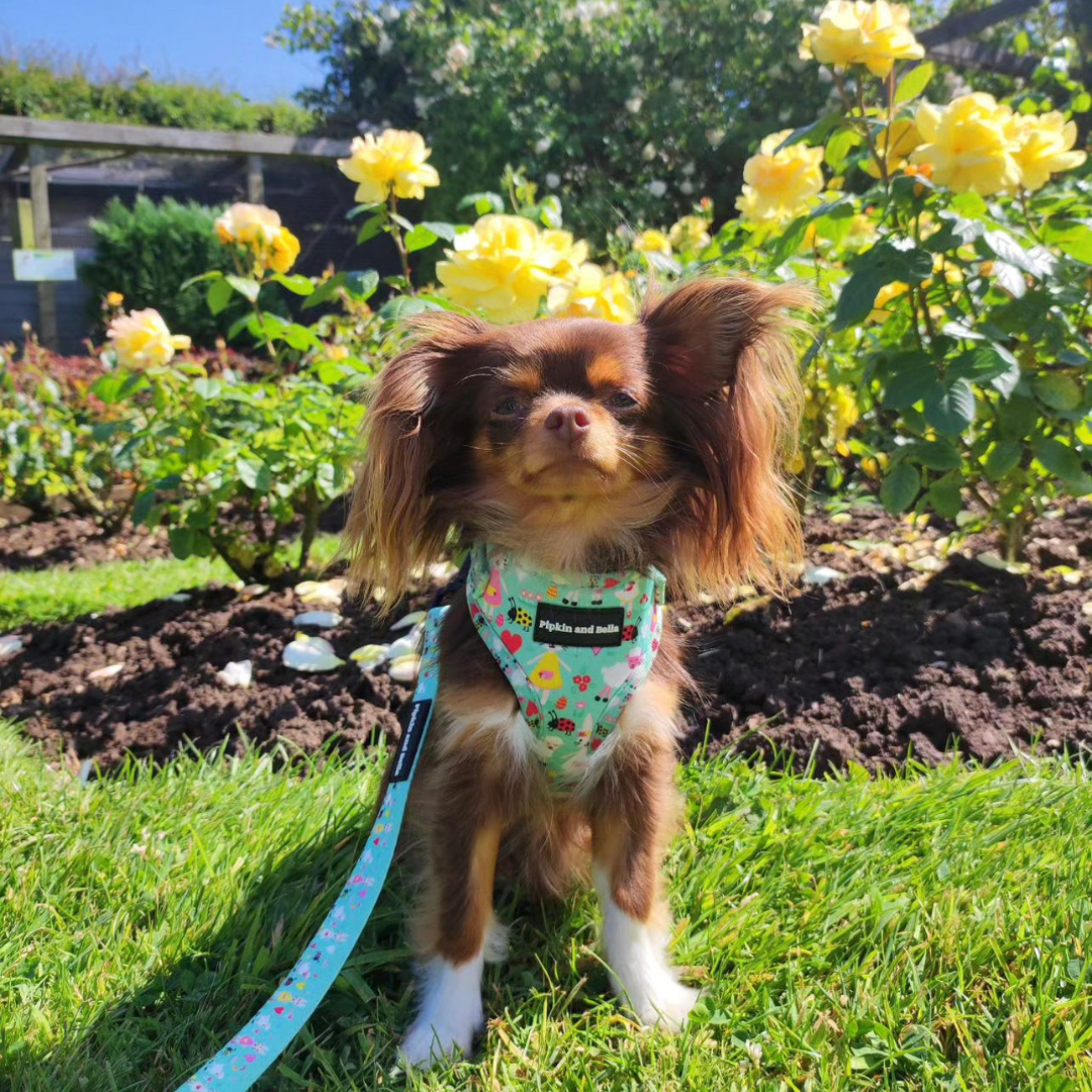 Adjustable Dog Harness - Florrie Bunny