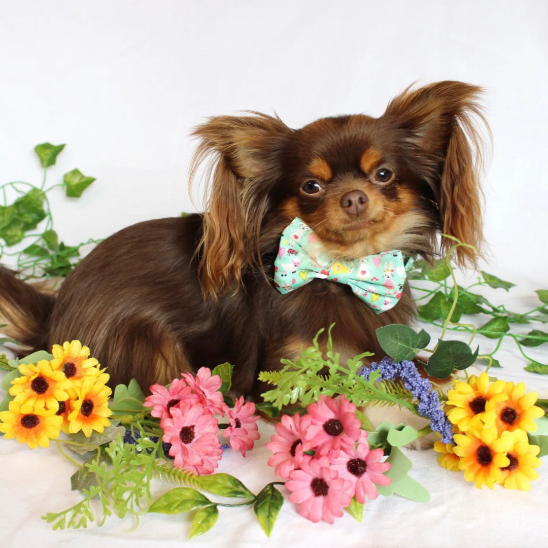 Pet Bow Tie - Florrie Bunny