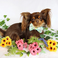 Pet Bow Tie - Florrie Bunny
