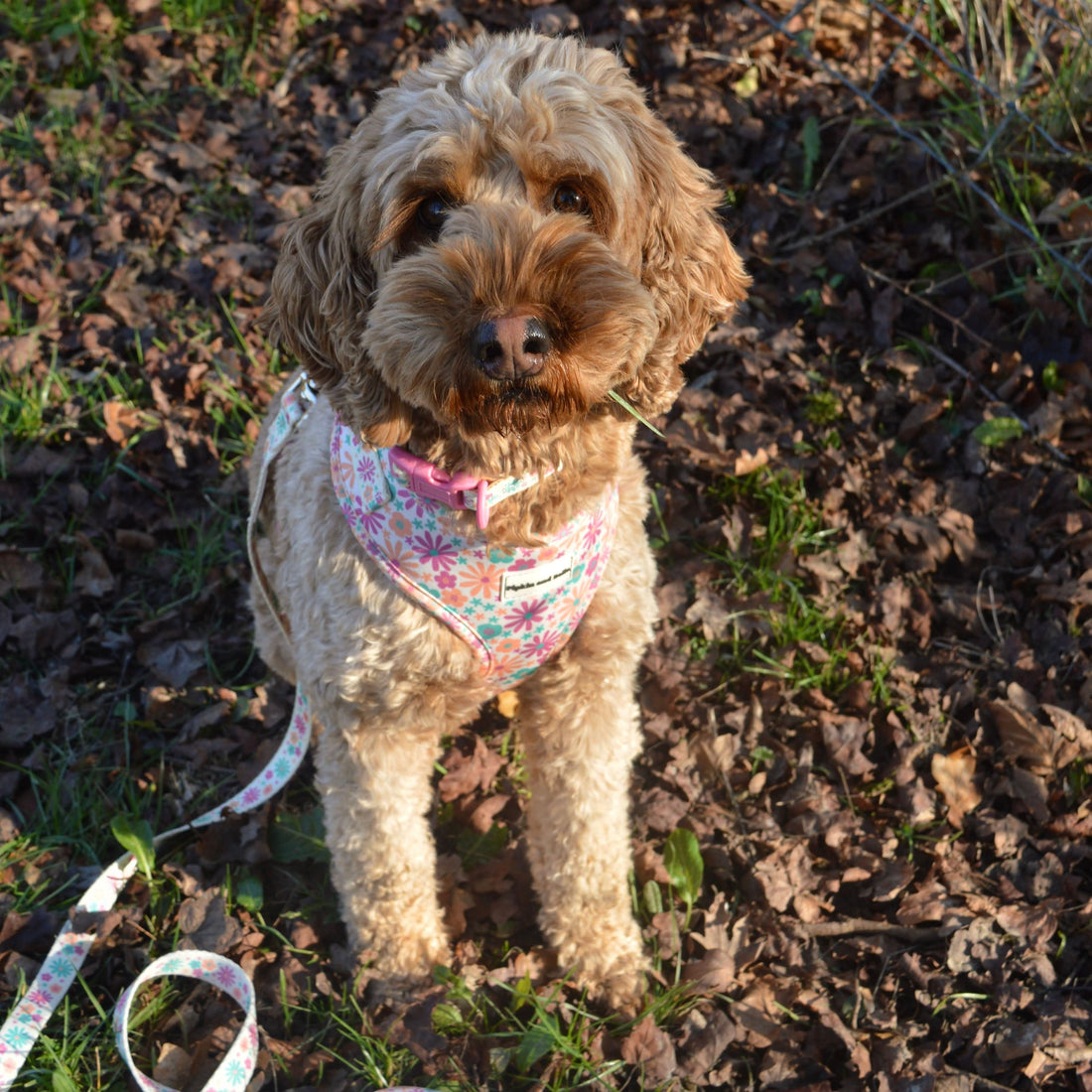 Adjustable Dog Collar - Blossom