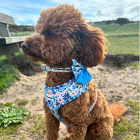 Adjustable Dog Collar - Meadow