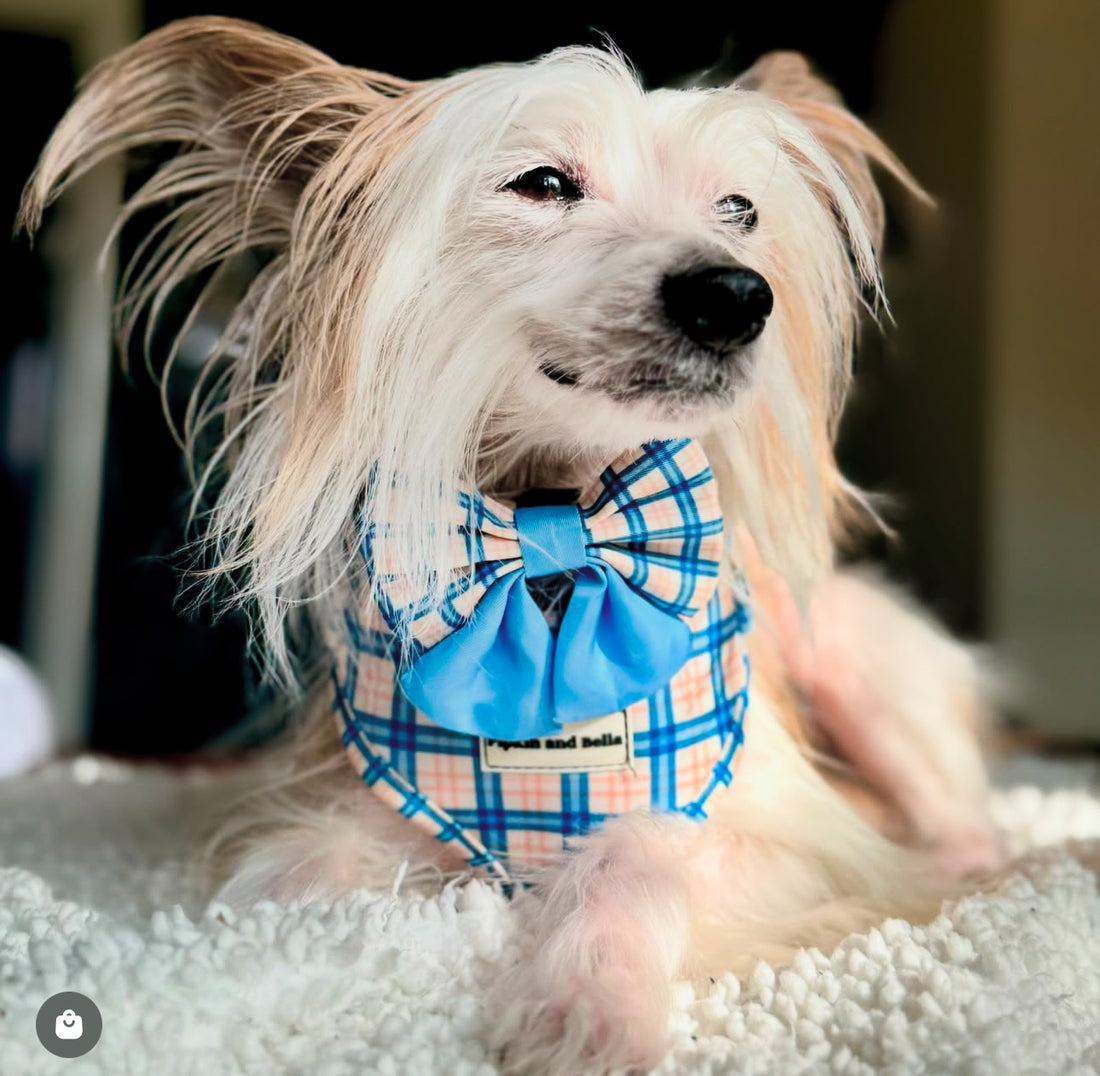 Pet Sailor Bow Tie - Twilight