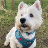 Adjustable Dog Harness - Wellie Walkies