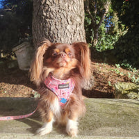 Adjustable Dog Harness - Ellie Funk