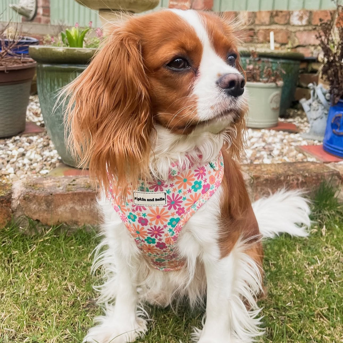 Adjustable Dog Harness - Blossom