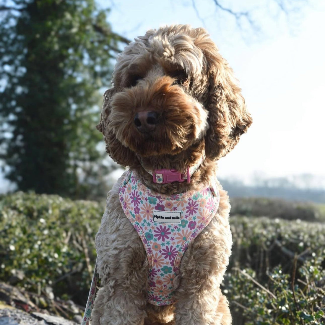 Adjustable Dog Harness - Blossom
