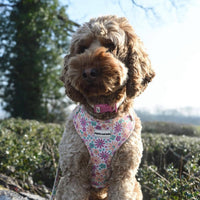 Adjustable Dog Collar - Blossom