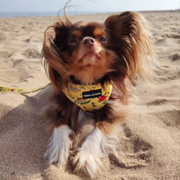 Adjustable Dog Harness - Paws Ahoy