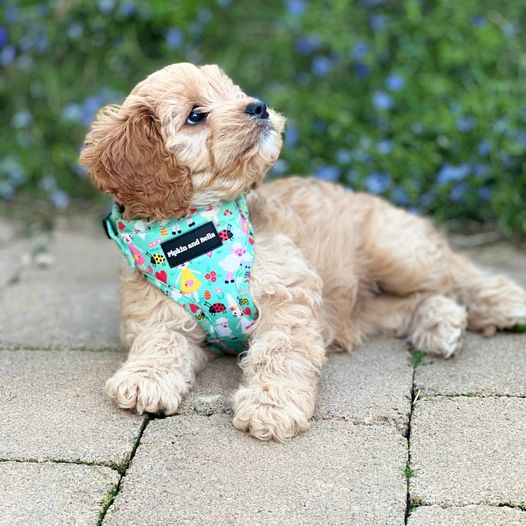 Adjustable Dog Harness - Florrie Bunny
