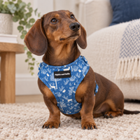 Adjustable Dog Harness - Moonlight Walk
