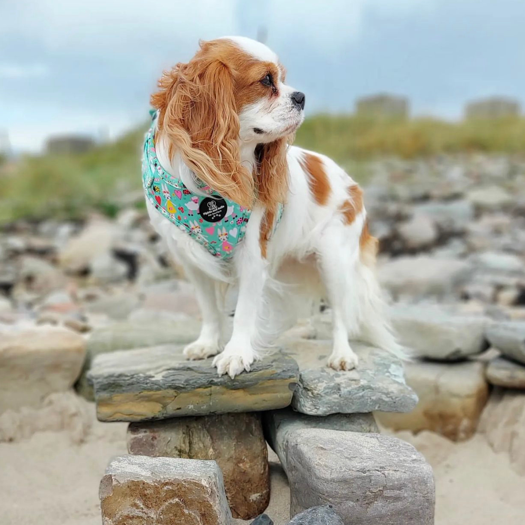 Adjustable Dog Harness - Florrie Bunny