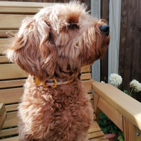 Adjustable Dog Collar - Chestnut Lane